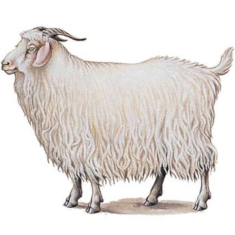 angora goat drawing