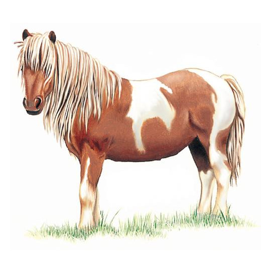 miniature pony drawing