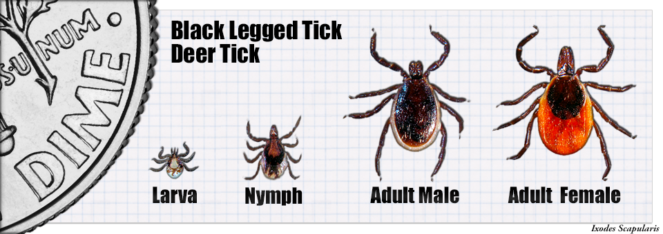 deer ticks