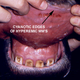 equine discolored gums