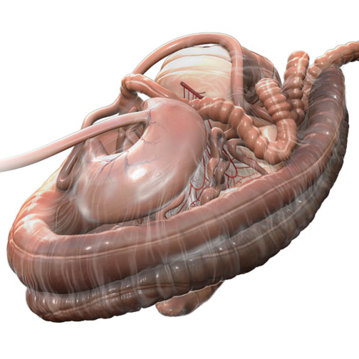 equine gastro-intestinal tract