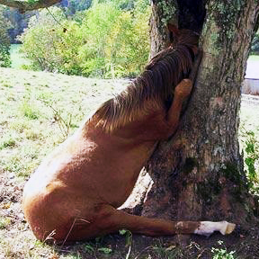 horse with head in a tree