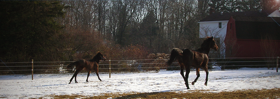 horses running in a snow covered field