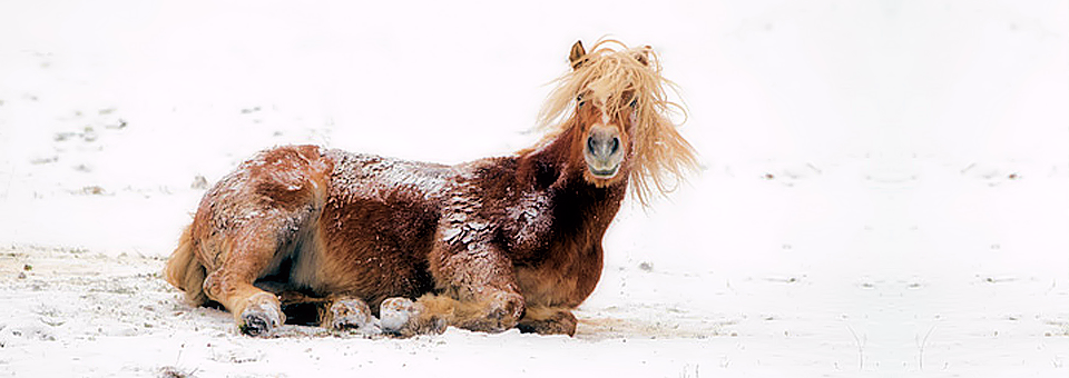 horse enjoying a roll in the snow