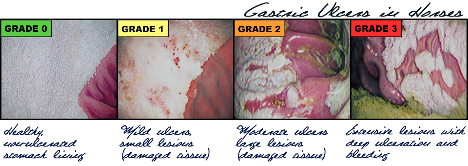 scope images of a horse stomach