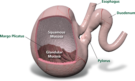 inside a horse's stomach cutout