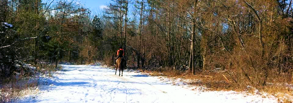 horses on a large trailer