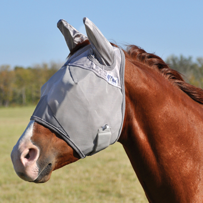 horse wearing fly mask