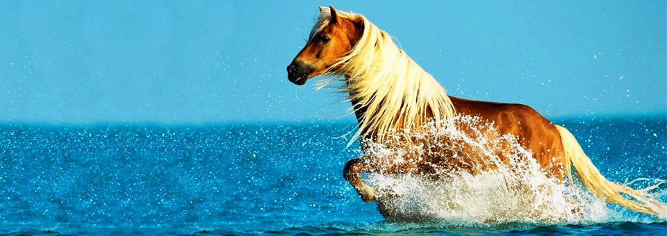 horse running through topical water