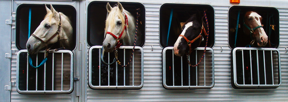 horses on a large trailer