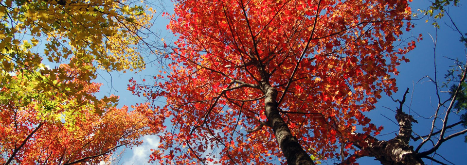 Deciduous hardwood maples changing color in fall