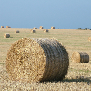 Round bales of hay in a field