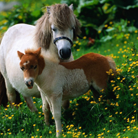mini horse mare and foal