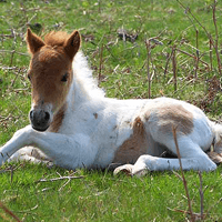 small paint foal