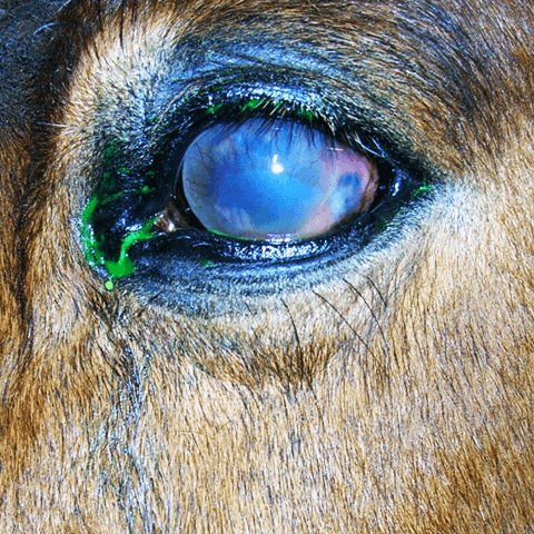 equine eye stained
