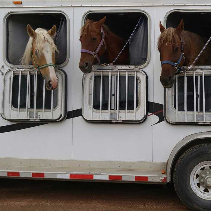 Transporting Your Horse By The Rules