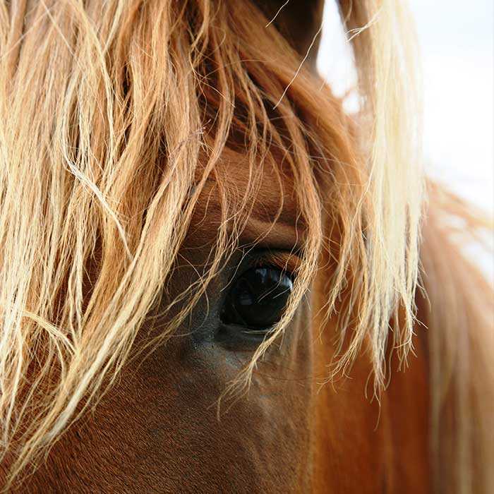 A Few Common Equine Eye Conditions
